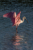 Roseate spoonbill spreading wings.