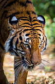 A Malayan tiger has penetrating eyes.