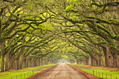 USA, Georgia, Savannah. Canopy of oaks along drive at Wormsloe Plantation.