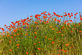 USA, Idaho, Genesee. Rote orangefarbene Mohnblumen.