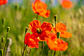USA, Idaho, Genesee. Red Orange poppies.