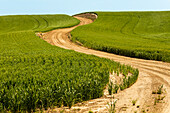 USA, Idaho, Genesee. Green wheat fields. Dirt road.