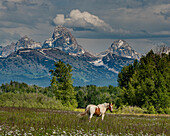 USA, Idaho. Weidende Pferde auf einer Wiese, Blick auf Grand Teton und Teton Mountains von Westen in der Nähe von Jackson Hole und Tetonia.