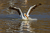 Amerikanischer Weißer Pelikan im Landeanflug, Clinton County, Illinois.