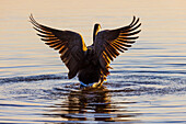 Canada Goose flapping wings in wetland at sunrise, Marion County, Illinois.