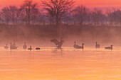 Canada Geese in wetland at sunrise in fog, Marion County, Illinois.