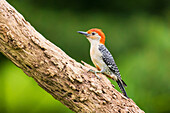 Rotbauchspecht-Männchen auf totem Baum, Marion County, Illinois.