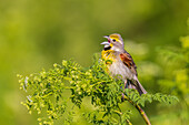 Dickcissel male singing perched on Poison Hemlock, Marion County, Illinois.