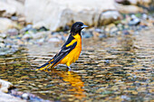 Baltimore Oriole, männlich, beim Baden, Marion County, Illinois.