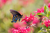 Pipevine Swallowtail on Scarlet Bee Balm, Marion County, Illinois.