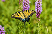 Eastern Tiger Swallowtail on Prairie blazing star, Rock Cave Nature Preserve, Effingham County, Illinois