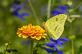 Cloudless Sulphur female on zinnia. Marion County, Illinois. (Editorial Use Only)
