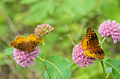 Great Spangled Fritillaries on Purple Milkweed, Marion County, Illinois. (Editorial Use Only)