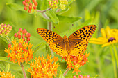 Great Spangled Fritillary, Marion County, Illinois, USA. (Editorial Use Only)