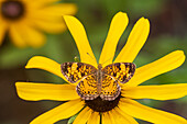 Pearl Crescent on Black-eyed Susan, Marion County, Illinois.