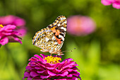 Painted Lady on zinnia, Marion County, Illinois.