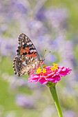 Painted Lady on zinnia, Marion County, Illinois. (Editorial Use Only)