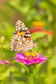 Painted Lady on zinnia, Marion County, Illinois.