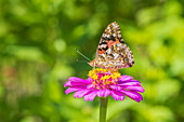 Painted Lady on zinnia, Marion County, Illinois. (Editorial Use Only)