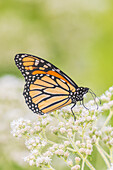 Monarch auf Gemeinem Knabenkraut, Marion County, Illinois. (Nur für redaktionelle Zwecke)