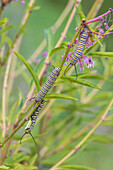 Monarch caterpillars feeding on Swamp Milkweed, Marion County, Illinois. (Editorial Use Only)