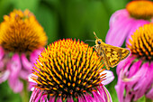 Peck's Skipper auf Purple Coneflower, Marion County, Illinois. (Nur für redaktionelle Zwecke)