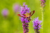 Kolibri-Clearwing-Falter am Prairie Blazing Star, Effingham County, Illinois