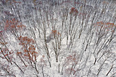 Aerial of forest after snowfall, Marion County, Illinois.