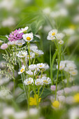 Daisy fleabane, Oldham County, Kentucky