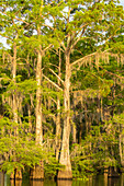 USA, Louisiana, Atchafalaya-Becken, Atchafalaya-Sumpf. Zypressen spiegeln sich im Sumpf.