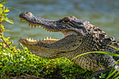 USA, Louisiana, Lake Martin. Close-up of alligator cooling off.