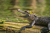 USA, Louisiana, Martinsee. Nahaufnahme eines Alligators, der sich abkühlt.