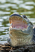 USA, Louisiana, Martinsee. Nahaufnahme eines Alligators, der sich abkühlt.