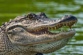 USA, Louisiana, Martinsee. Nahaufnahme eines Alligators, der sich abkühlt.