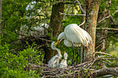 USA, Louisiana, Evangeline Parish. Great egret at nest feeding chicks.