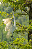 USA, Louisiana, Evangeline Parish. Great egret reaching for nesting twigs in tree.