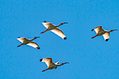 USA, Louisiana, Evangeline Parish. White ibis birds in flight.
