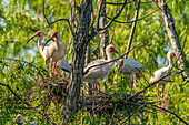 USA, Louisiana, Evangeline Parish. White ibis birds in tree nests.