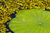 USA, Louisiana, Evangeline Parish. Water lily pad and duckweed.