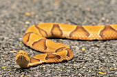 USA, Louisiana, Tensas National Wildlife Refuge. Nahaufnahme einer Kupferkopfschlange.