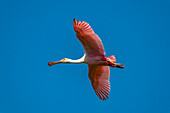 USA, Louisiana, Evangeline Parish. Roseate spoonbill in flight.