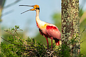 USA, Louisiana, Evangeline Parish. Rosalöffler beim Nestbau und beim Rufen.