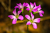 USA, Louisiana, Acadiana Park Nature Station. Close-up of pink wildflowers.