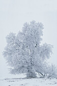 USA, Montana, Kalispell. Cottonwood tree in snowstorm.