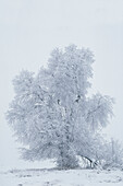 USA, Montana, Kalispell. Cottonwood-Baum im Schneesturm.