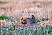 USA, Nebraska, Loup County. Greater prairie chicken male displaying on lek.