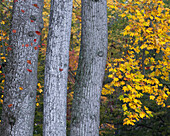USA, New Jersey, Pine Barrens National Preserve. Trees and foliage in autumn.