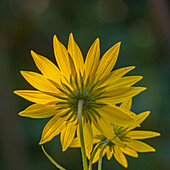 USA, New Jersey, Cape May National Seashore. Close-up of yellow flowers.