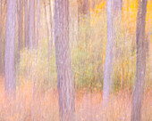 USA, New Jersey, Pine Barrens National Preserve.