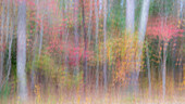 USA, New Jersey, Pine Barrens National Preserve. Forest abstract.